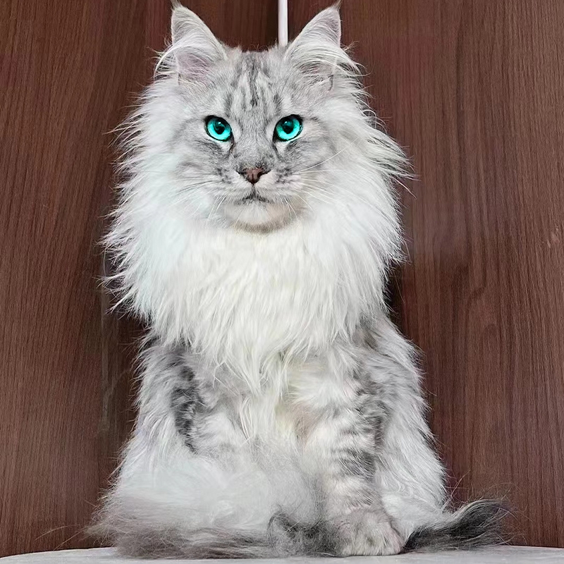 猫舍直销,批发价出售,缅因猫